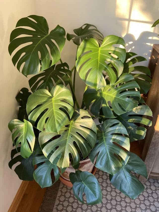 Monstera Deliciosa - Split Leaf Plant - Swiss Cheese Plant