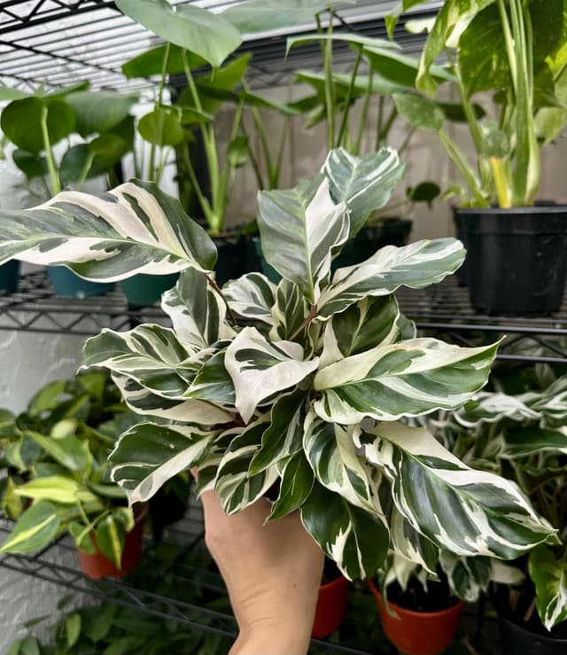 Calathea White Fusion - Peacock Plant