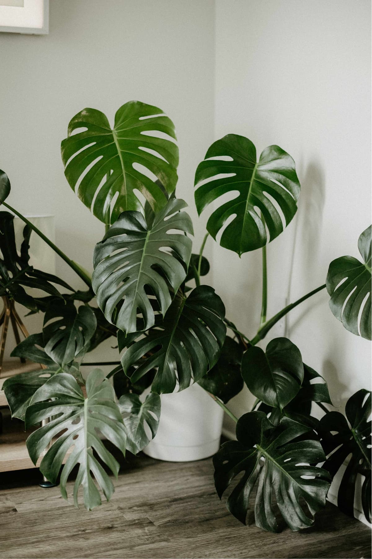 Tips and Tricks for a Thriving Monstera Deliciosa