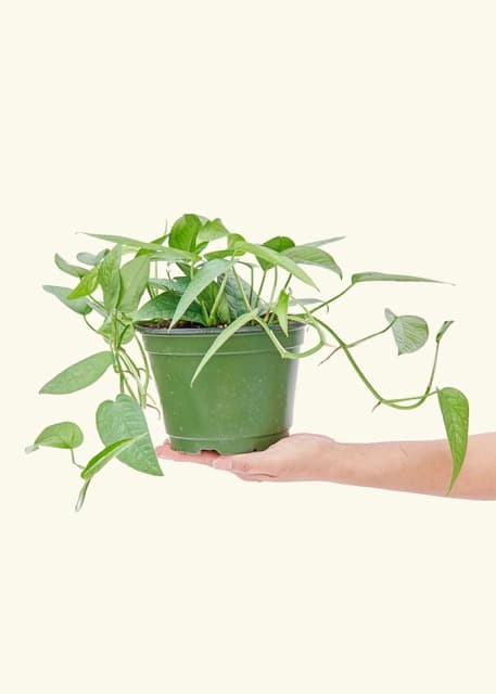 Tips and Tricks for Caring for Your Cebu Blue Pothos