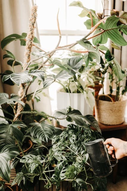 Must-Have Accessories for Happy, Healthy Plants
