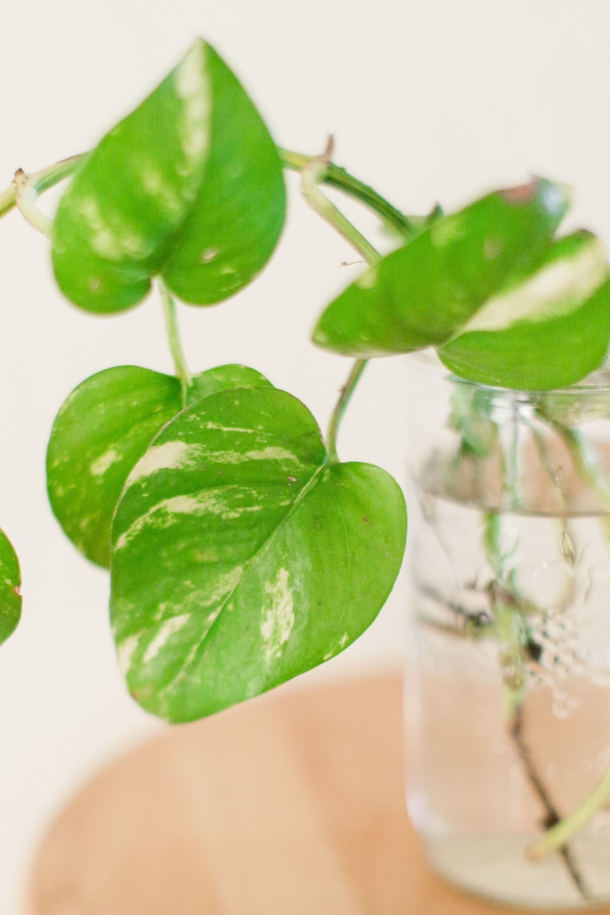 Essential Accessories for Propagating Plants Like a Pro