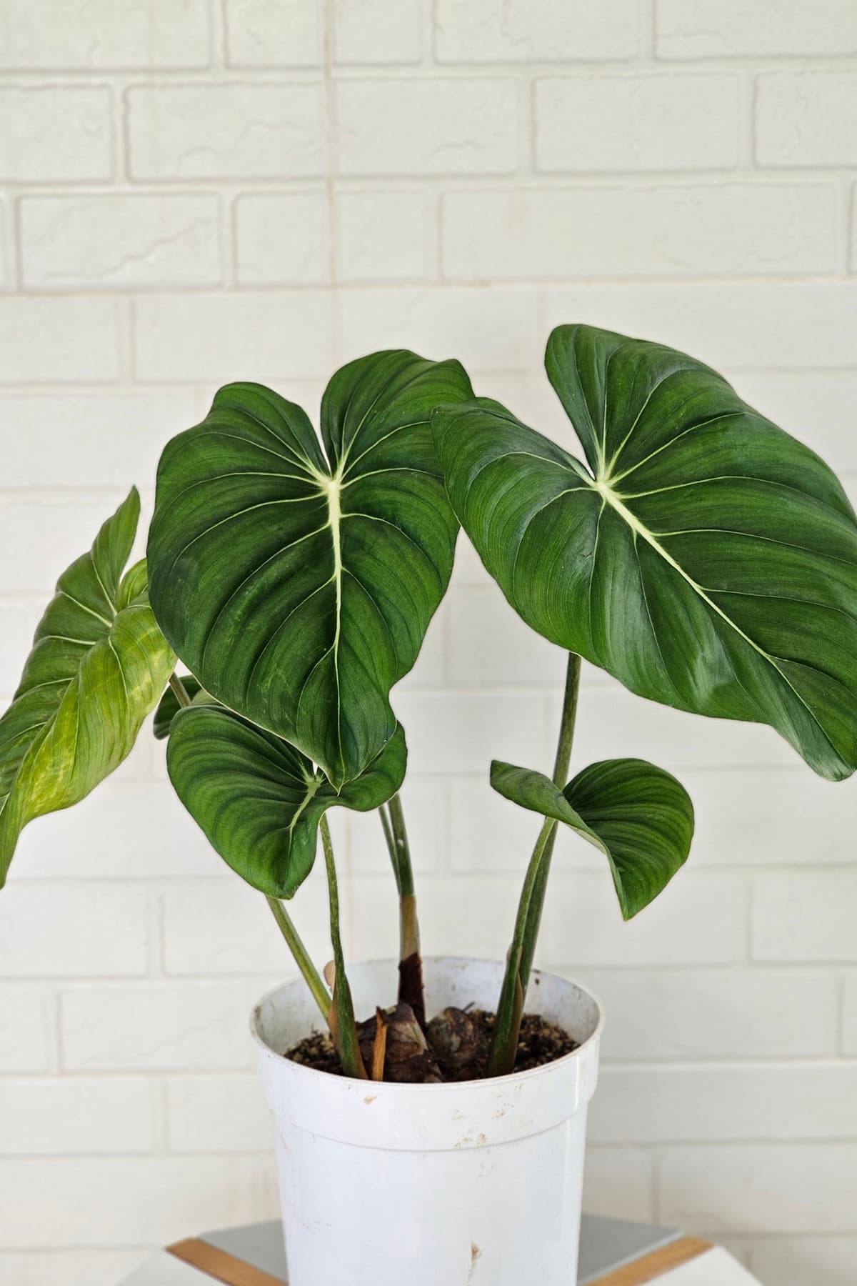 The Ultimate Guide to Philodendrons: Care, Varieties, and Growing Tips